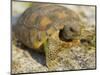 Gopher Tortoise, Gopherus Polyphemus, Wiregrass Community, Central Florida, USA-Maresa Pryor-Mounted Photographic Print