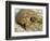 Gopher Tortoise, Gopherus Polyphemus, Wiregrass Community, Central Florida, USA-Maresa Pryor-Framed Photographic Print