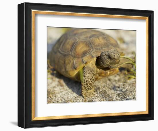 Gopher Tortoise, Gopherus Polyphemus, Wiregrass Community, Central Florida, USA-Maresa Pryor-Framed Photographic Print