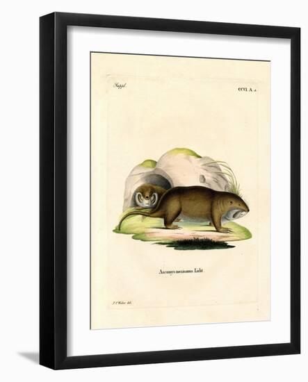 Gopher-null-Framed Giclee Print