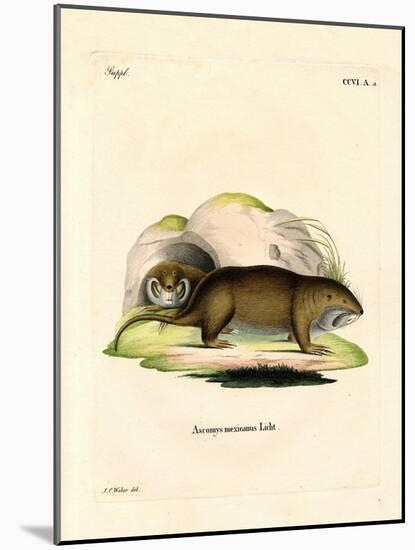 Gopher-null-Mounted Giclee Print