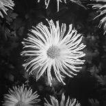 Close-Up of Chrysanthemums at Garfield Park Conservatory-Gordon Coster-Photographic Print