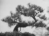 Japanese Pine Trees, Dwarfed and Shaped in Japanese Fashion, at Brooklyn Botanic Garden-Gordon Parks-Photographic Print