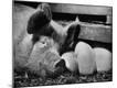 Photographic Print