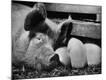 Photographic Print