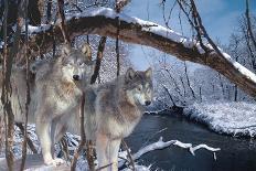 Monarch and Wolf-Gordon Semmens-Photographic Print