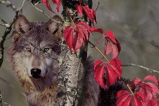 Monarch and Wolf-Gordon Semmens-Photographic Print