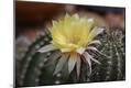 Premium Photographic Print
