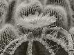 Premium Photographic Print