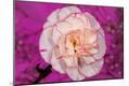 Premium Photographic Print