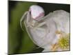 Premium Photographic Print