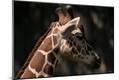 Premium Photographic Print
