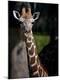Photographic Print