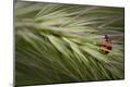 Premium Photographic Print