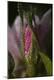 Premium Photographic Print