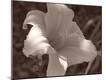Photographic Print