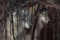 Monarch and Wolf-Gordon Semmens-Photographic Print