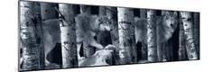 Premium Photographic Print