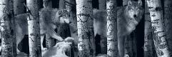 Premium Photographic Print