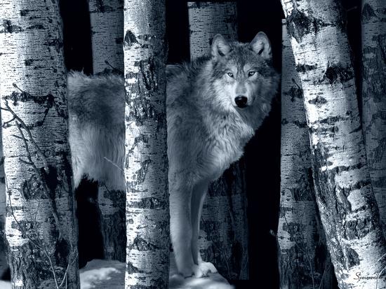 Premium Photographic Print, , large