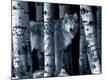 Premium Photographic Print