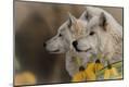 Premium Photographic Print