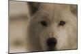 Premium Photographic Print