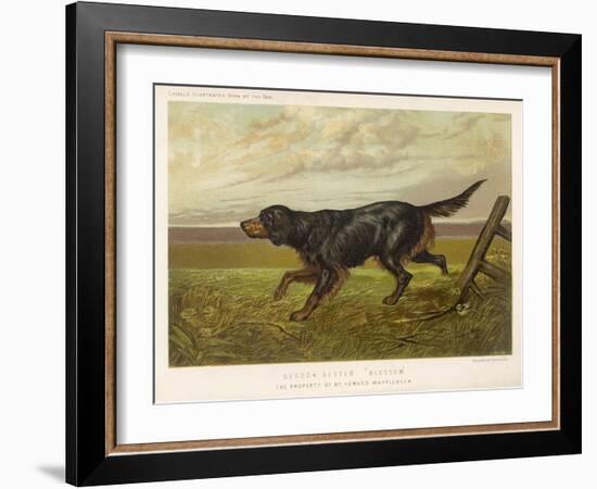 Gordon Setter in the Field with Its Classic Black and Tan Colouring-Langham David-Framed Art Print