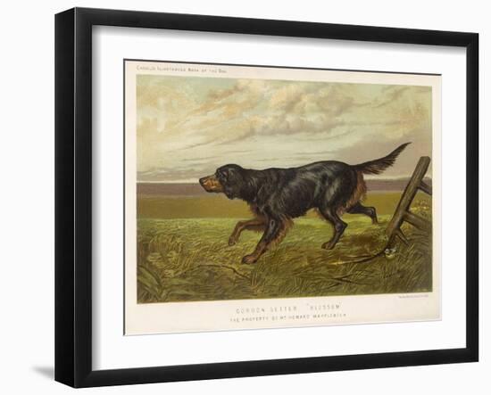 Gordon Setter in the Field with Its Classic Black and Tan Colouring-Langham David-Framed Art Print