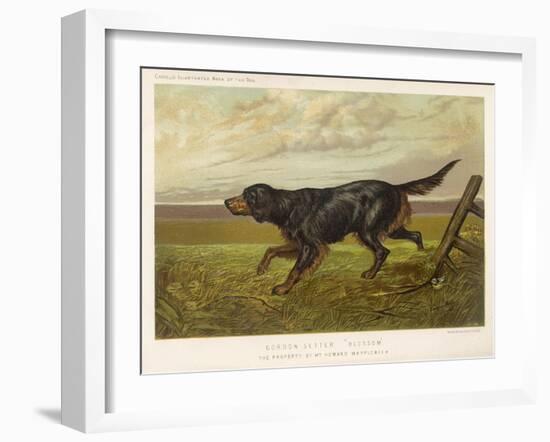 Gordon Setter in the Field with Its Classic Black and Tan Colouring-Langham David-Framed Art Print