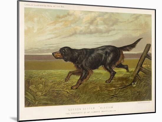 Gordon Setter in the Field with Its Classic Black and Tan Colouring-Langham David-Mounted Art Print