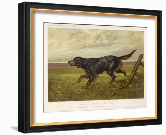 Gordon Setter in the Field with Its Classic Black and Tan Colouring-Langham David-Framed Art Print