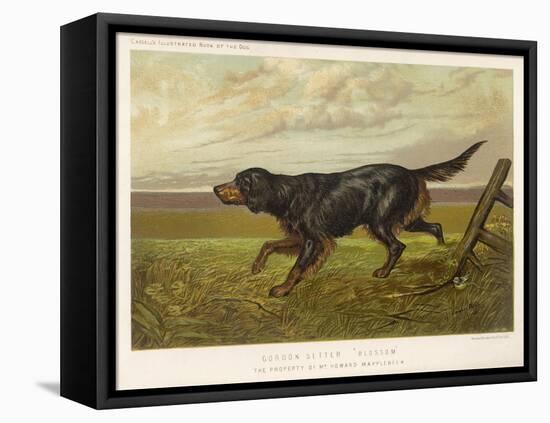Gordon Setter in the Field with Its Classic Black and Tan Colouring-Langham David-Framed Stretched Canvas