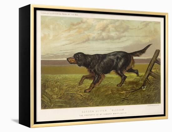 Gordon Setter in the Field with Its Classic Black and Tan Colouring-Langham David-Framed Stretched Canvas