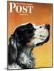 "Gordon Setter," Saturday Evening Post Cover, October 17, 1942-W.W. Calvert-Mounted Giclee Print