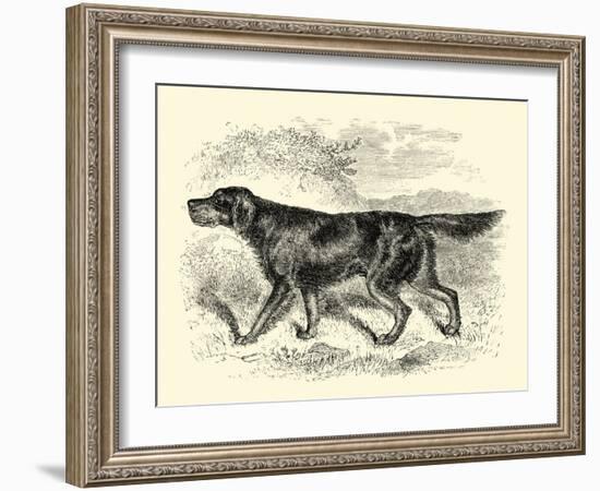 Gordon Setter-null-Framed Art Print