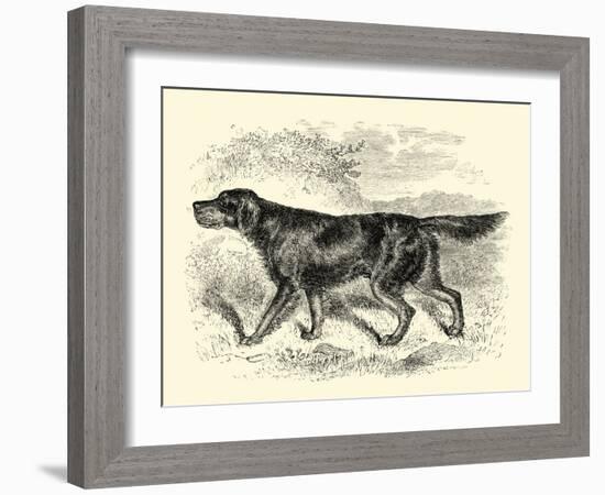 Gordon Setter-null-Framed Art Print