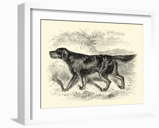 Gordon Setter-null-Framed Art Print