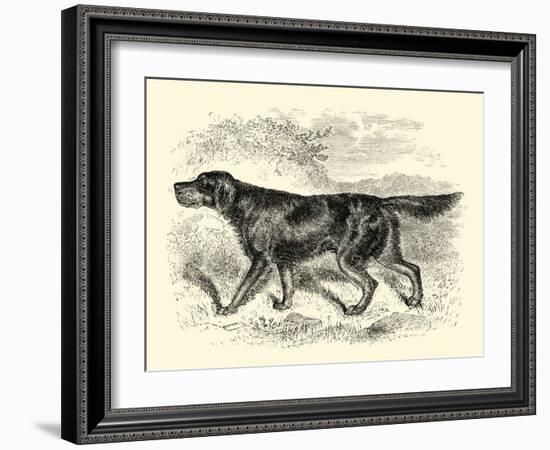 Gordon Setter-null-Framed Art Print