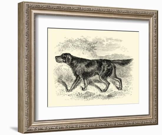 Gordon Setter-null-Framed Art Print