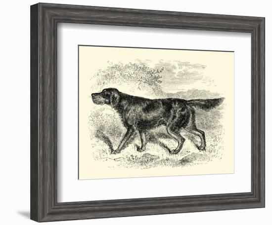 Gordon Setter-null-Framed Art Print