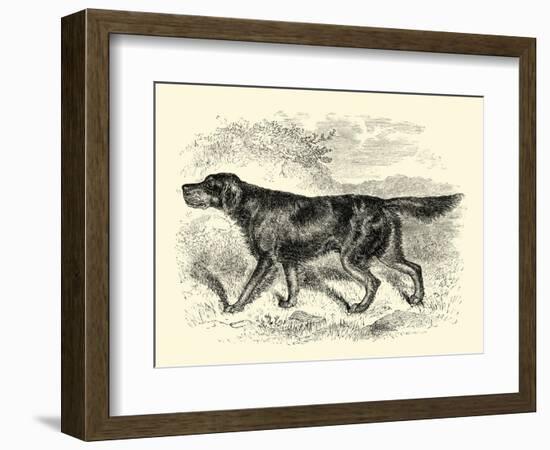 Gordon Setter-null-Framed Art Print