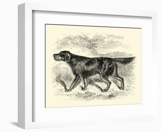 Gordon Setter-null-Framed Art Print