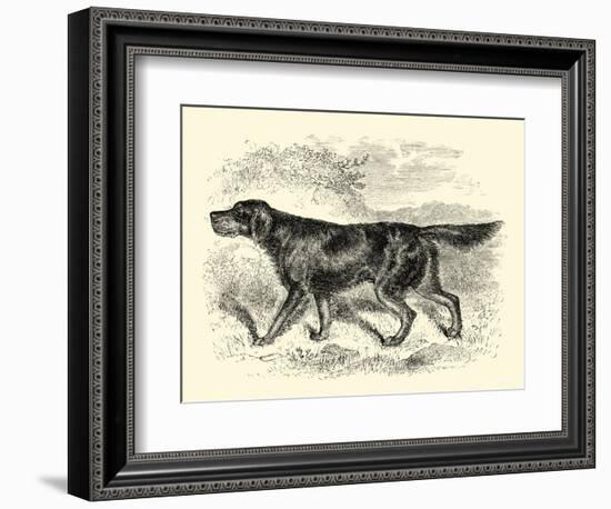 Gordon Setter-null-Framed Art Print