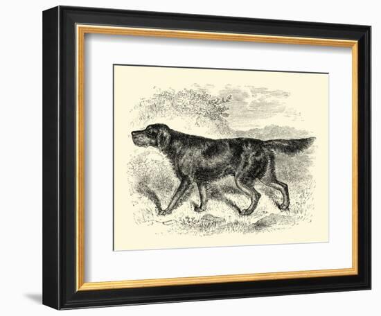 Gordon Setter-null-Framed Art Print