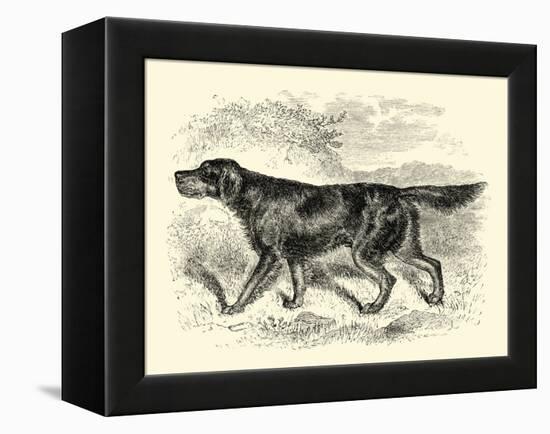 Gordon Setter-null-Framed Stretched Canvas