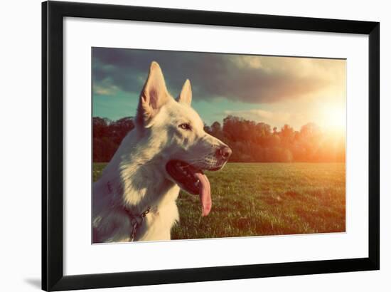 Gorgeous Large White Dog in a Park, Colorised Image-ABO PHOTOGRAPHY-Framed Photographic Print