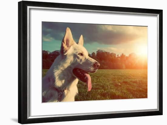 Gorgeous Large White Dog in a Park, Colorised Image-ABO PHOTOGRAPHY-Framed Photographic Print