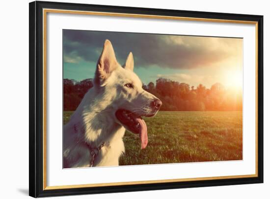Gorgeous Large White Dog in a Park, Colorised Image-ABO PHOTOGRAPHY-Framed Photographic Print