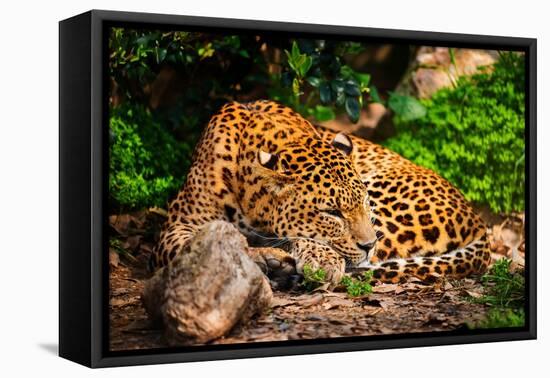 Gorgeous Leopard in Natural Habitat-NejroN Photo-Framed Premier Image Canvas